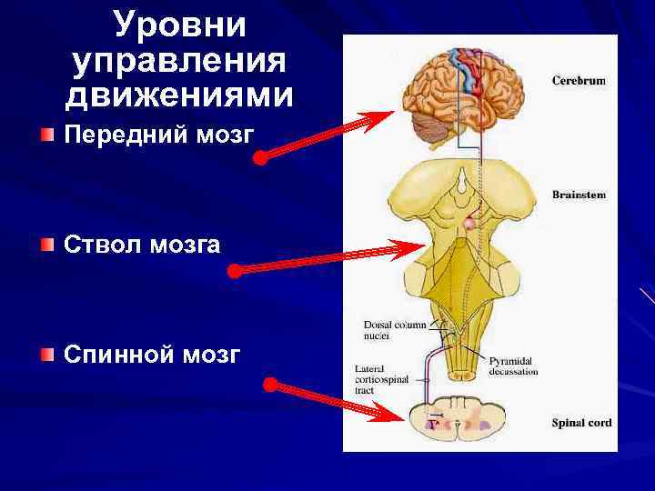 Уровни управления движениями Передний мозг Ствол мозга Спинной мозг 