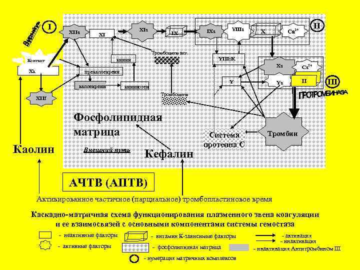 I XIIa XI IX YIIIa IXa II Ca 2+ X Тромбоциты акт. XII YIII:
