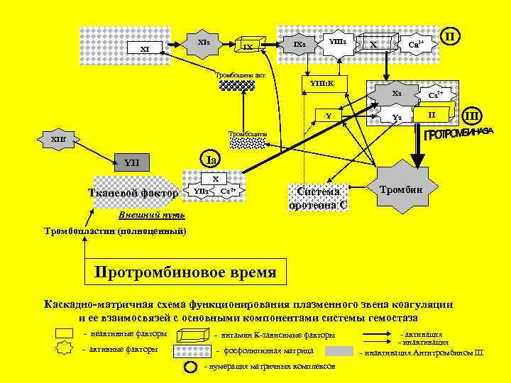XI XIa IX Тромбоциты акт. YIIIa IXa II Ca 2+ X YIII: K Xa