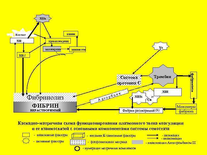 XIIa кинин Контакт XII прекаллекреин Ya кининоген XII f Фибринолиз ФИБРИН НЕРАСТВОРИМЫЙ со Ад