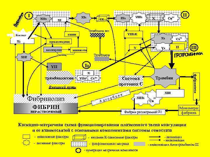 I XIIa XI IX Тромбоциты акт. XII Xa Y кининоген Са 2+ Ya прекаллекреин