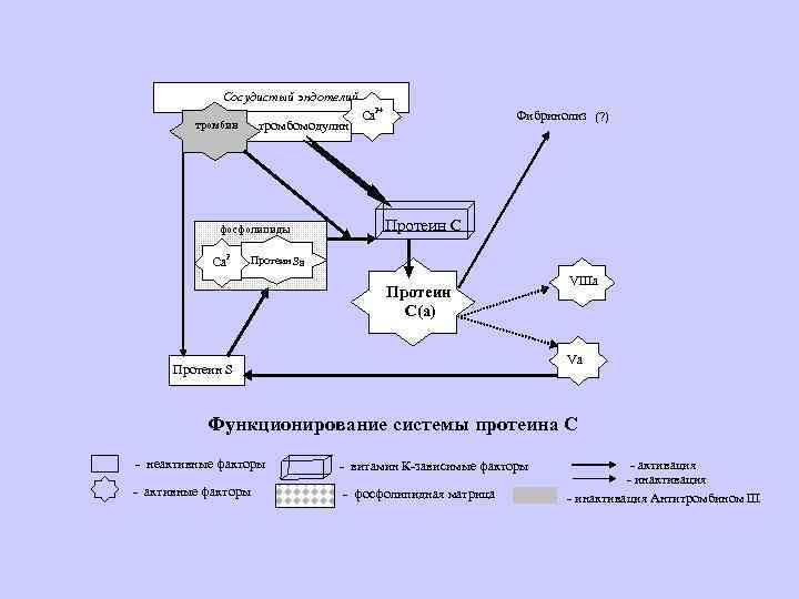 Сосудистый эндотелий тромбин тромбомодулин фосфолипиды Са 2+ Фибринолиз (? ) Протеин С Протеин S