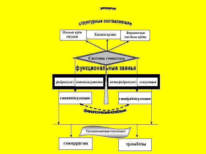 Интима кров. сосудов Клетки крови Ферментные системы крови Система гемостаза фибринолиз антикоагулянты гипокоагуляция антифибринолиз