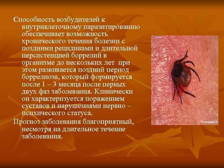 Способность возбудителей к внутриклеточному паразитированию обеспечивает возможность хронического течения болезни с поздними рецидивами и