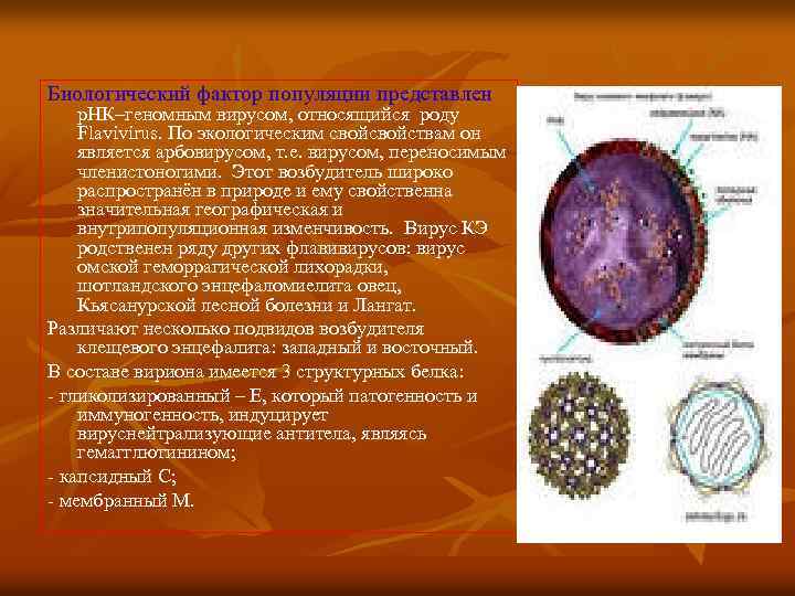 Биологический фактор популяции представлен р. НК–геномным вирусом, относящийся роду Flavivirus. По экологическим свойствам он