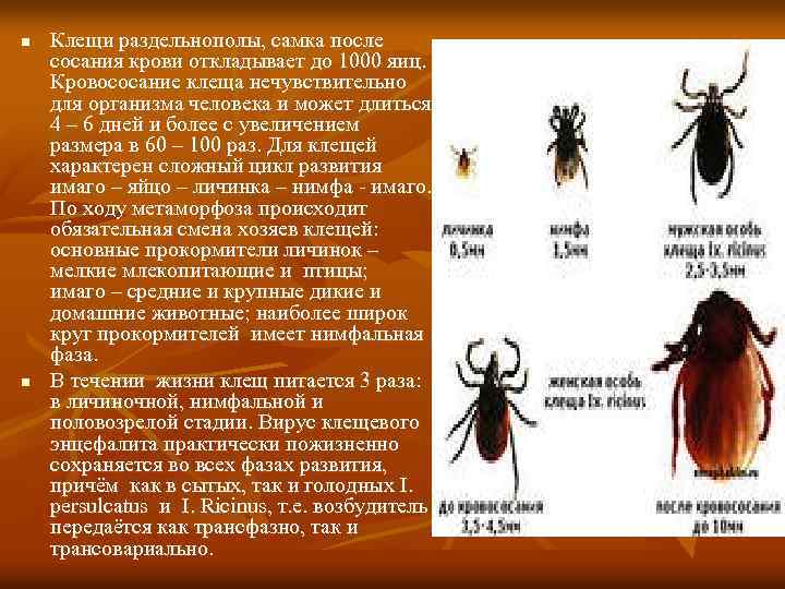 n n Клещи раздельнополы, самка после сосания крови откладывает до 1000 яиц. Кровососание клеща