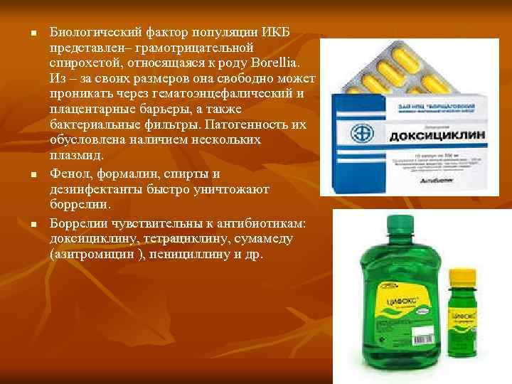 n n n Биологический фактор популяции ИКБ представлен– грамотрицательной спирохетой, относящаяся к роду Borellia.