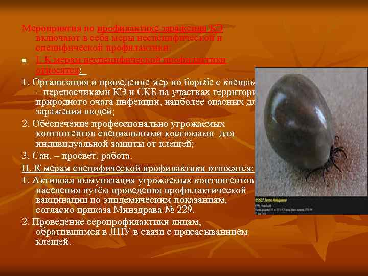 Мероприятия по профилактике заражения КЭ включают в себя меры неспецифической и специфической профилактики: n