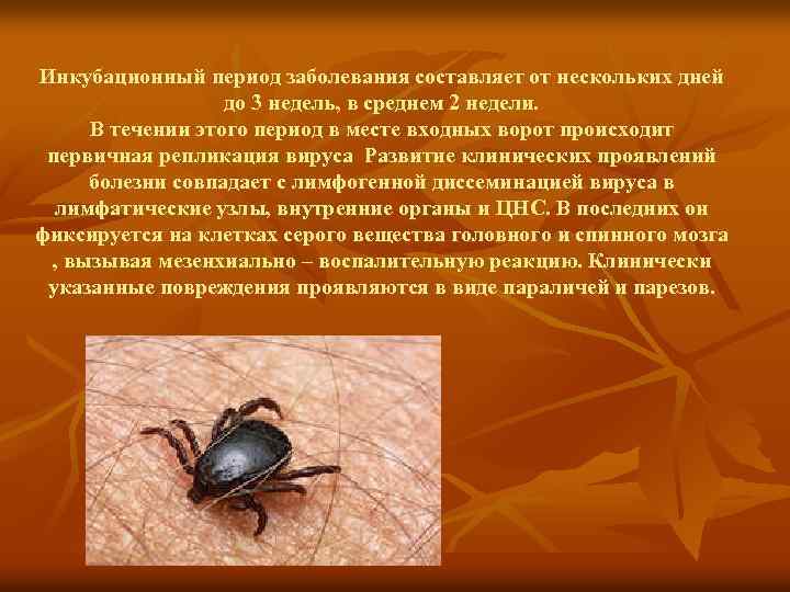 Инкубационный период заболевания составляет от нескольких дней до 3 недель, в среднем 2 недели.