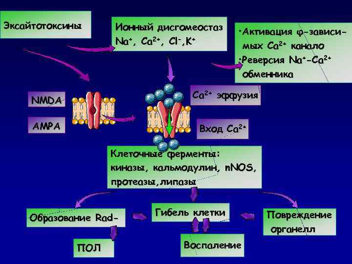 Эксайтотоксины Ионный дисгомеостаз Na+, Ca 2+, Cl-, K+ • Активация φ-зависимых Ca 2+ канало