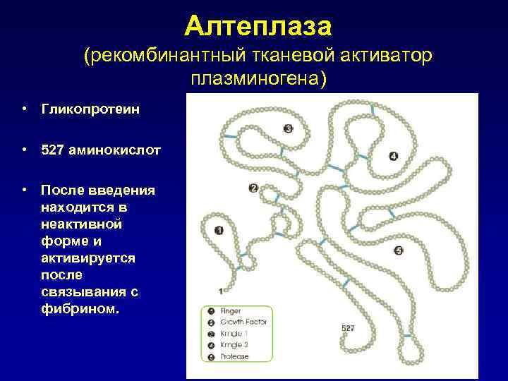 Алтеплаза (рекомбинантный тканевой активатор плазминогена) • Гликопротеин • 527 аминокислот • После введения находится