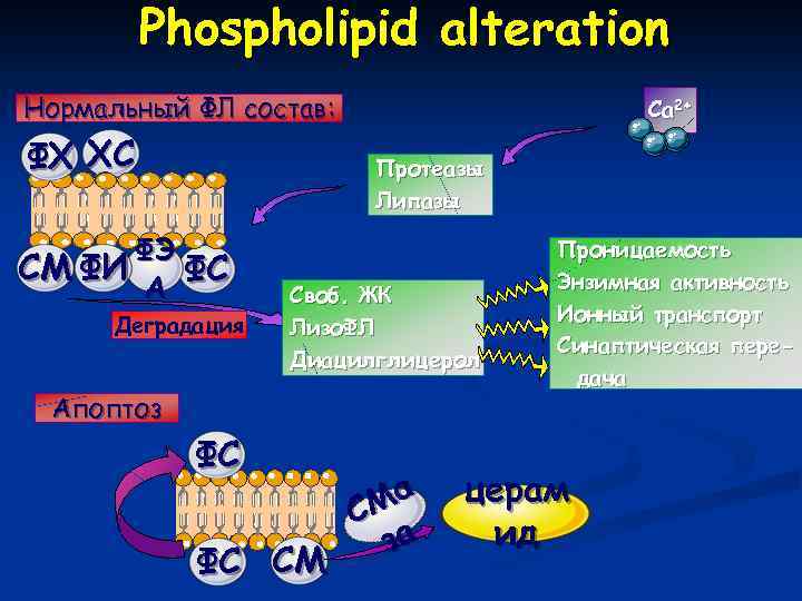 Phospholipid alteration Нормальный ФЛ состав: ФХ ХС Ca 2+ Протеазы Липазы ФЭ СМ ФИ