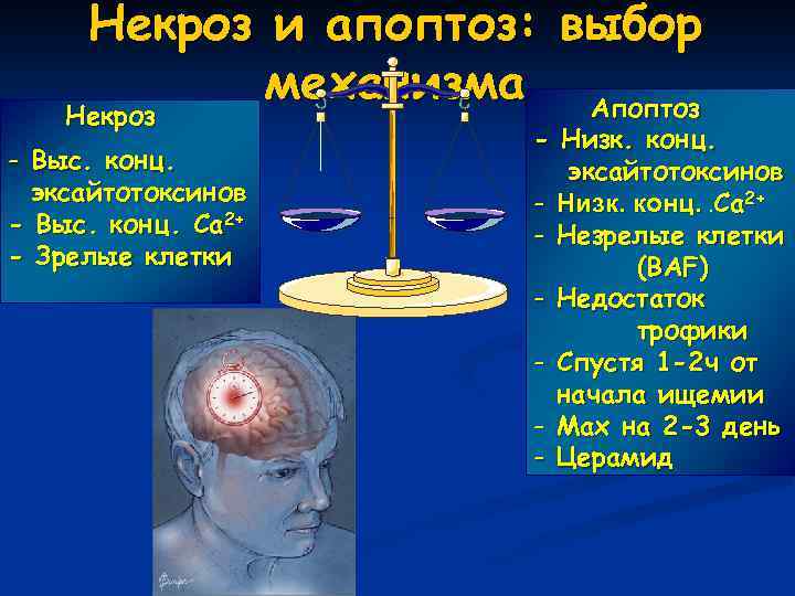 Некроз и апоптоз: выбор механизма Апоптоз Некроз - Выс. конц. эксайтотоксинов - Выс. конц.