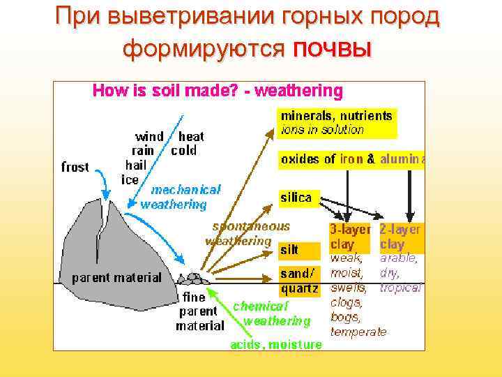 При выветривании горных пород формируются почвы 