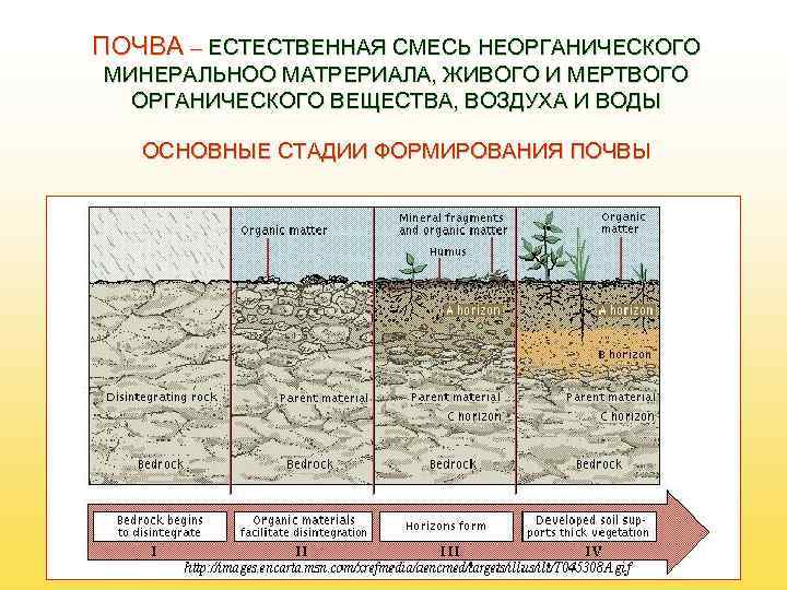 Почвы формируется в условиях избыточного увлажнения