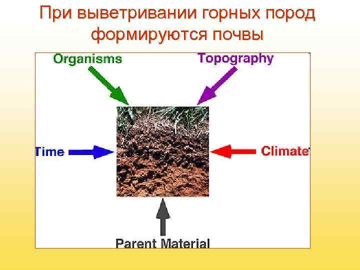 При выветривании горных пород формируются почвы 