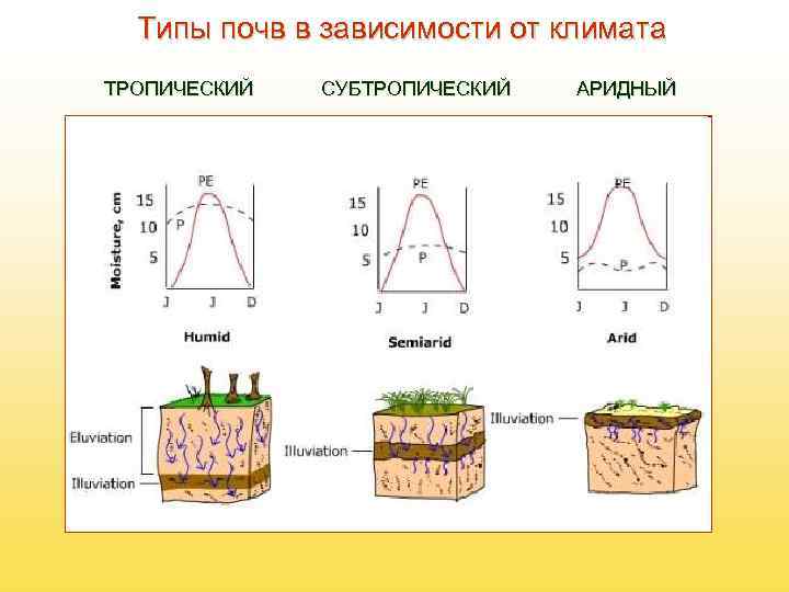  Типы почв в зависимости от климата ТРОПИЧЕСКИЙ  СУБТРОПИЧЕСКИЙ  АРИДНЫЙ 