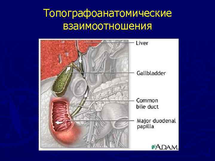 Топографоанатомические взаимоотношения 
