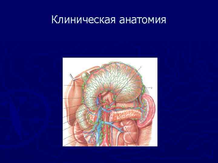 Клиническая анатомия 