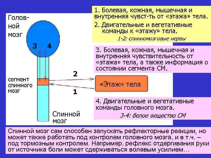 1. Болевая, кожная, мышечная и внутренняя чувст-ть от «этажа» тела. 2. Двигательные и вегетативные