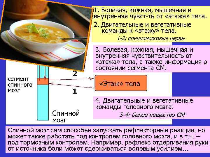 1. Болевая, кожная, мышечная и внутренняя чувст-ть от «этажа» тела. 2. Двигательные и вегетативные
