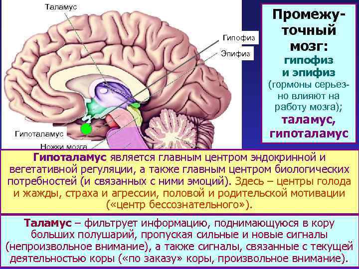 Таламус Гипофиз Эпифиз Промежуточный мозг: гипофиз и эпифиз (гормоны серьезно влияют на работу мозга);