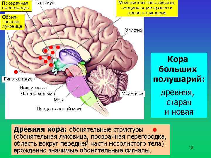 Прозрачная перегородка Таламус Обонятельная луковица Мозолистое тело: аксоны, соединяющие правое и левое полушарие Эпифиз