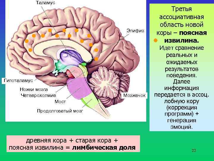 Гипоталамус эпифиз. Таламус гипоталамус гипофиз и эпифиз. Таламус эпифиз гипофиз. Гипоталамус и шишковидная железа. Таламус, гипоталамус, мост, мозжечок, продолговатый мозг..