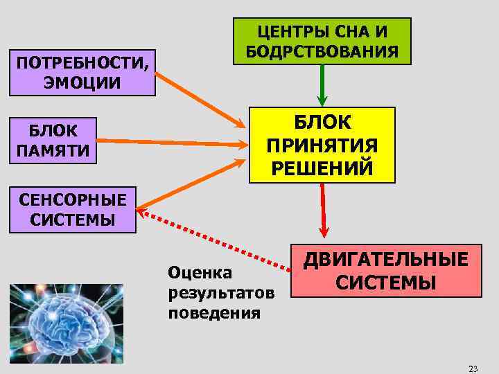 ПОТРЕБНОСТИ, ЭМОЦИИ БЛОК ПАМЯТИ ЦЕНТРЫ СНА И БОДРСТВОВАНИЯ БЛОК ПРИНЯТИЯ РЕШЕНИЙ СЕНСОРНЫЕ СИСТЕМЫ Оценка