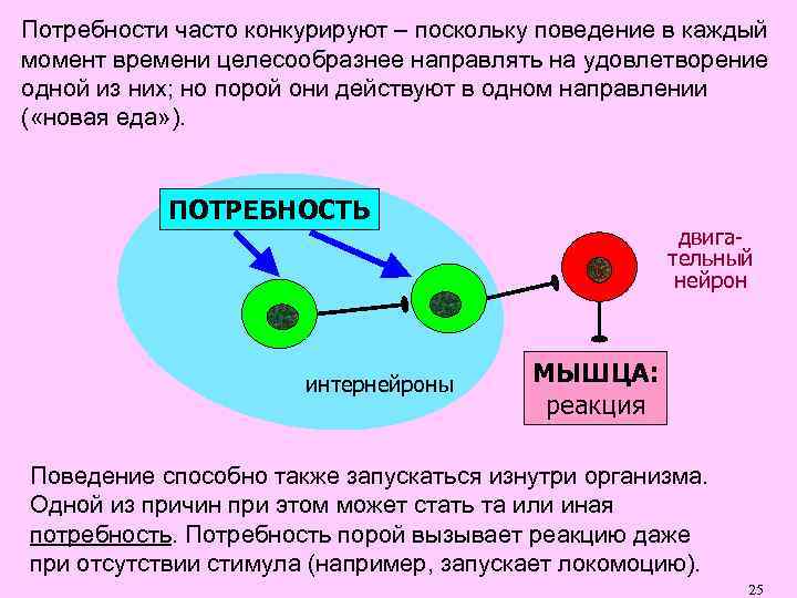 Потребности часто конкурируют – поскольку поведение в каждый момент времени целесообразнее направлять на удовлетворение