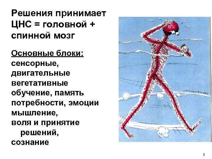 Решения принимает ЦНС = головной + спинной мозг Основные блоки: сенсорные, двигательные вегетативные обучение,