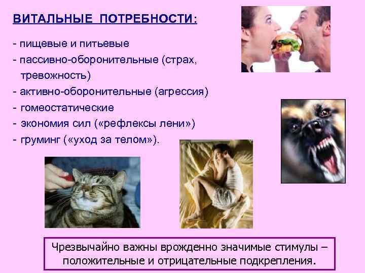 ВИТАЛЬНЫЕ ПОТРЕБНОСТИ: - пищевые и питьевые - пассивно-оборонительные (страх, тревожность) - активно-оборонительные (агрессия) -