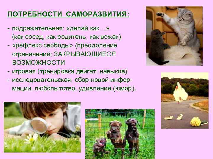 ПОТРЕБНОСТИ САМОРАЗВИТИЯ: - подражательная: «делай как…» (как сосед, как родитель, как вожак) - «рефлекс