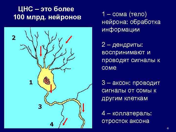 ЦНС – это более 100 млрд. нейронов 1 – сома (тело) нейрона: обработка информации