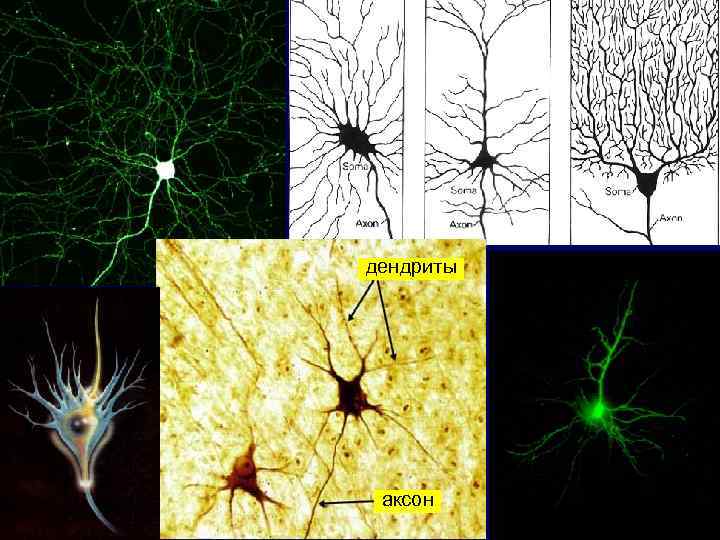 дендриты аксон 