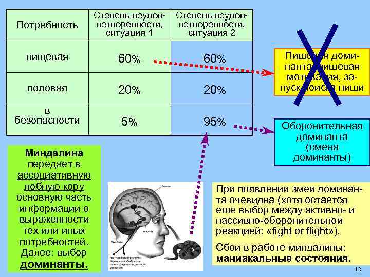 Потребность Степень неудовлетворенности, ситуация 1 пищевая 60% половая 20% в безопасности 5% 95% Миндалина