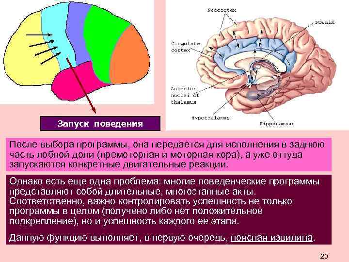 Запуск поведения После выбора программы, она передается для исполнения в заднюю часть лобной доли