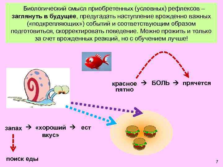 Биологический смысл приобретенных (условных) рефлексов – заглянуть в будущее, предугадать наступление врожденно важных (