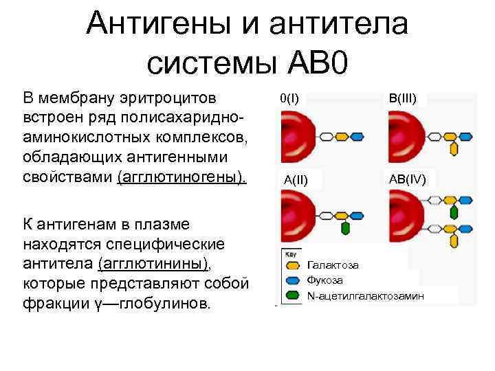 Антигены и антитела системы АВ 0 В мембрану эритроцитов встроен ряд полисахаридноаминокислотных комплексов, обладающих