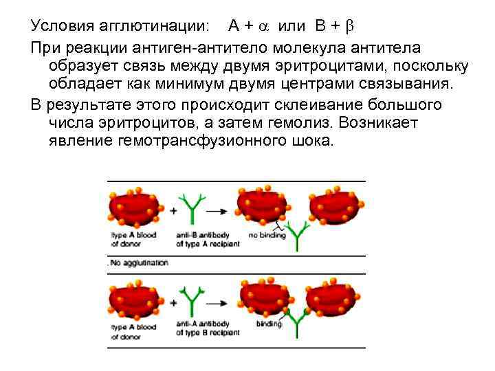 В проведенном опыте результаты которого изображены на рисунке эритроциты поместили