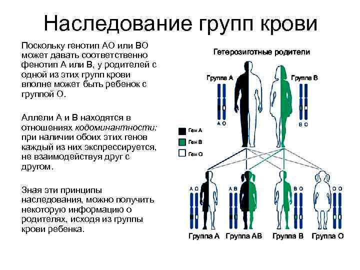 Проект наследование групп крови