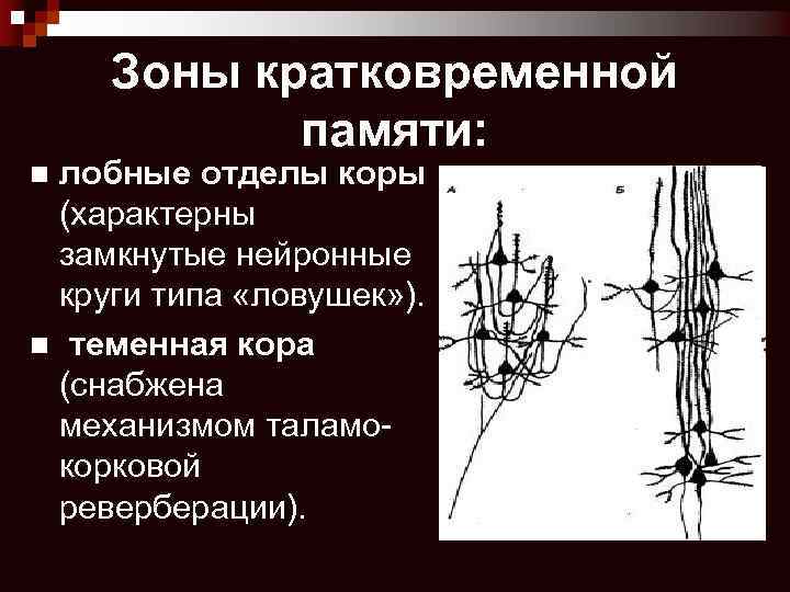 Зоны кратковременной памяти: лобные отделы коры (характерны замкнутые нейронные круги типа «ловушек» ). n