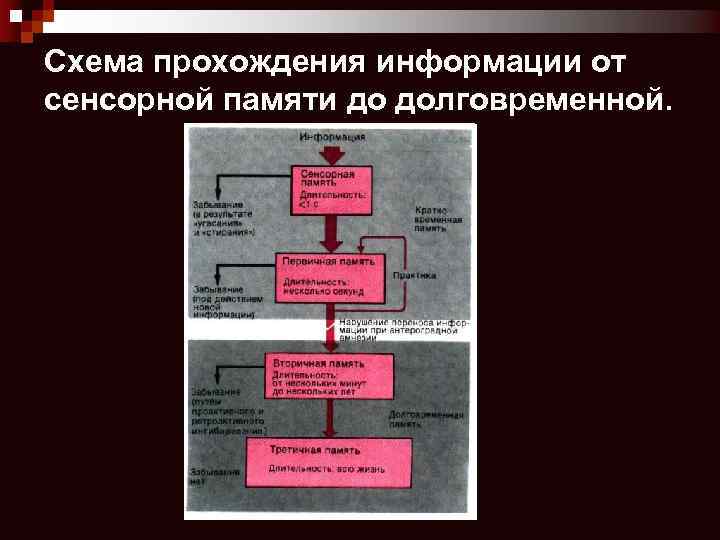 Схема прохождения информации от сенсорной памяти до долговременной. 