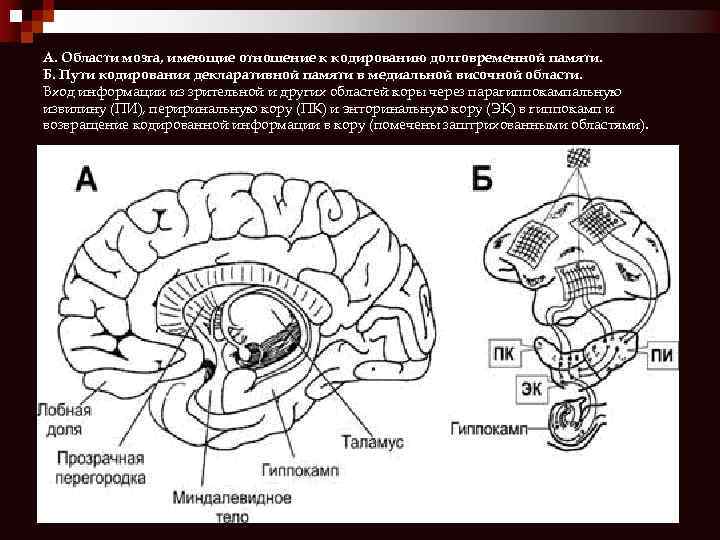 А. Области мозга, имеющие отношение к кодированию долговременной памяти. Б. Пути кодирования декларативной памяти