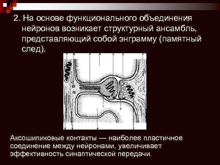 2. На основе функционального объединения нейронов возникает структурный ансамбль, представляющий собой энграмму (памятный след).