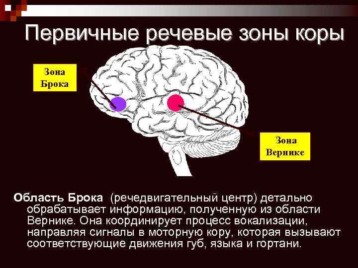 Слуховая зона мозга расположена. Зона Брока и зона Вернике. Мозг центр Брока и Вернике. Речевые центры. Зона Брока. Зона Вернике. Центр Брока и Вернике функции.
