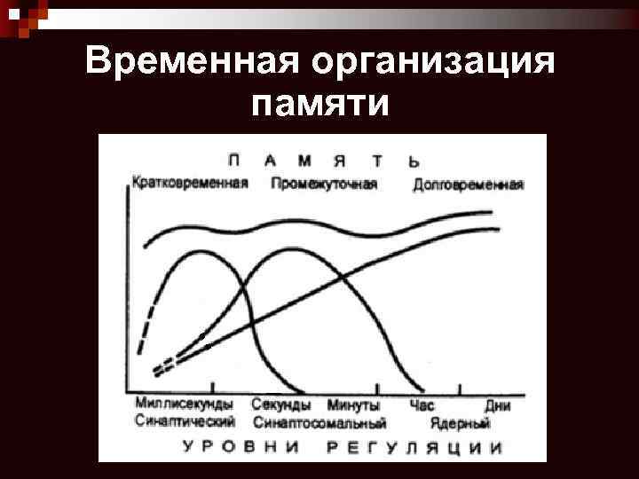 Временная организация памяти 