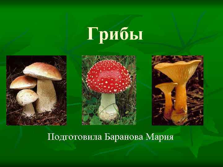 Грибы Подготовила Баранова Мария 