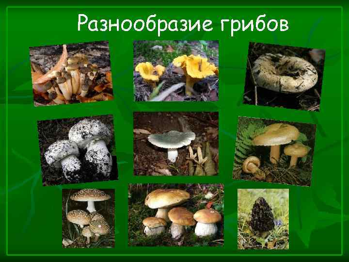 Разнообразие грибов 