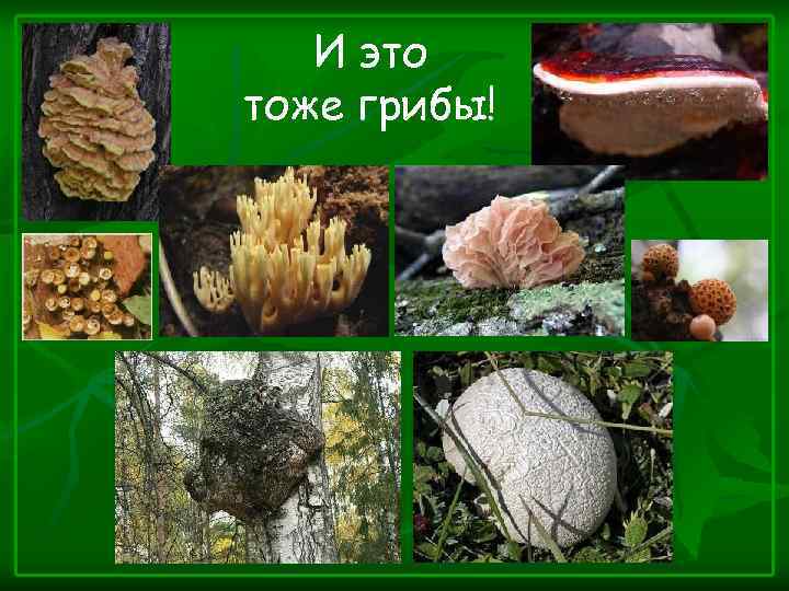 И это тоже грибы! 